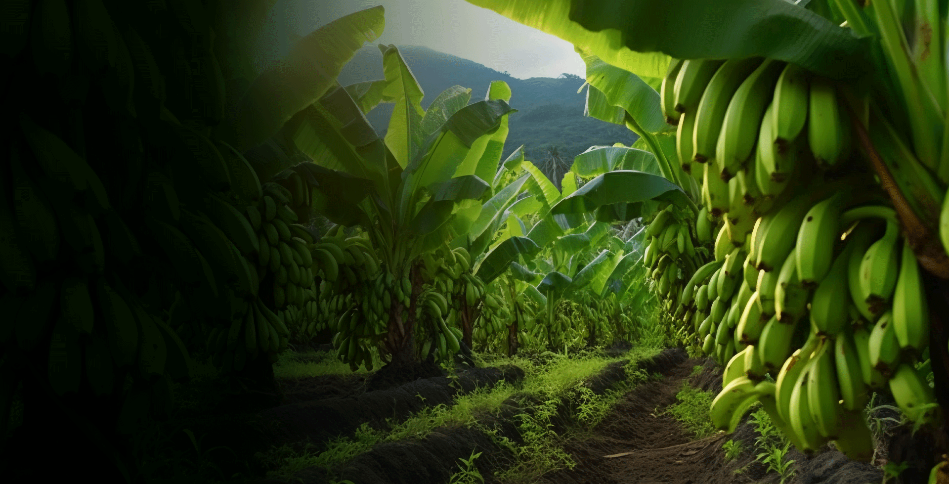 Exportadora-de-Banano banafresh
