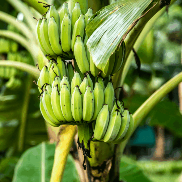 Banana-de-exportacion Banana-de-exportacion
